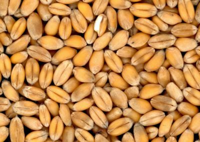 food_grains_bread_wheat_cereals_plant_eat_meal-1157493